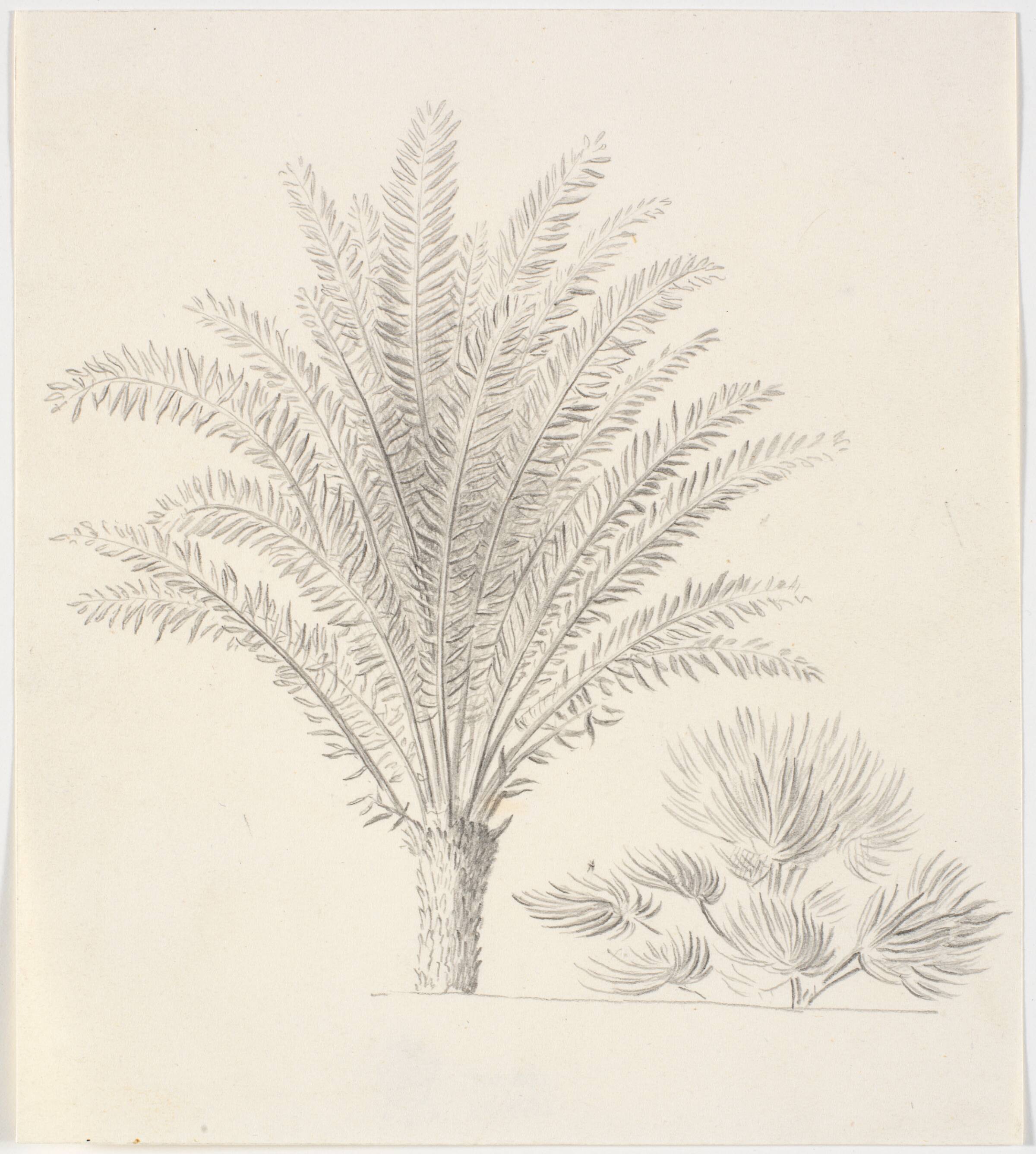 Kopi efter Eckersbergs tegning: Fjerpalme og dværgpalme, Martinus Rørbye, 1820-1824