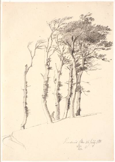 Gruppe af forblæste træer