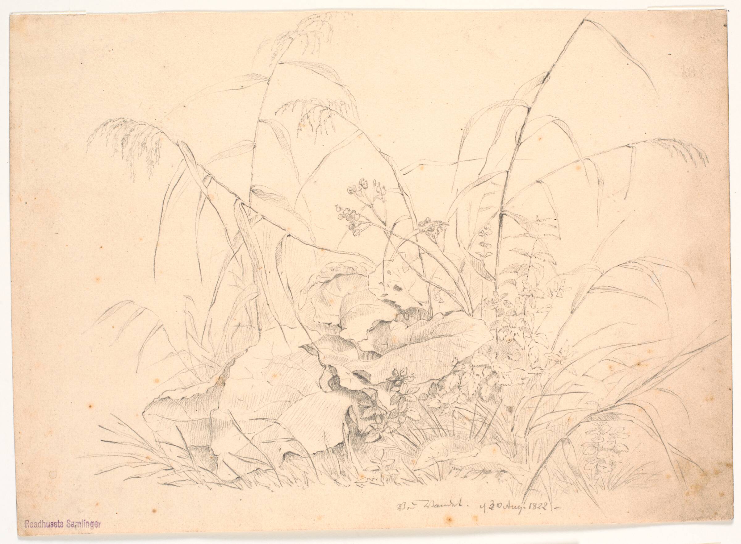 Plantestudie. Siv og skræpper, J.P. Møller, 1822