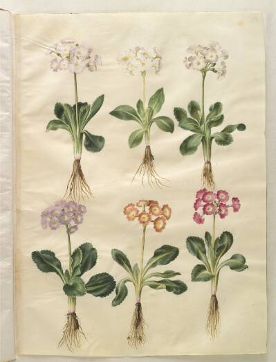 Primula ×pubescens (have-aurikel)
