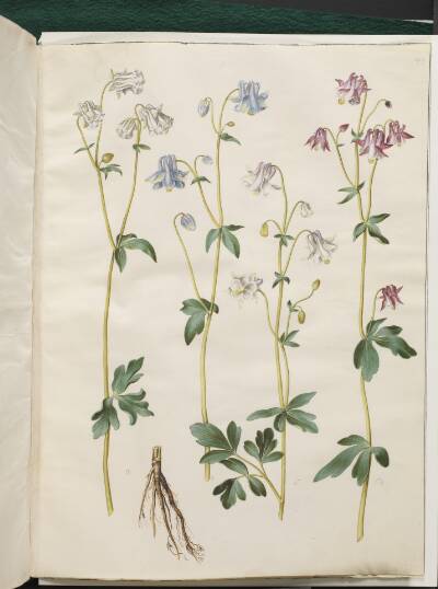 Aquilegia vulgaris (almindelig akeleje)