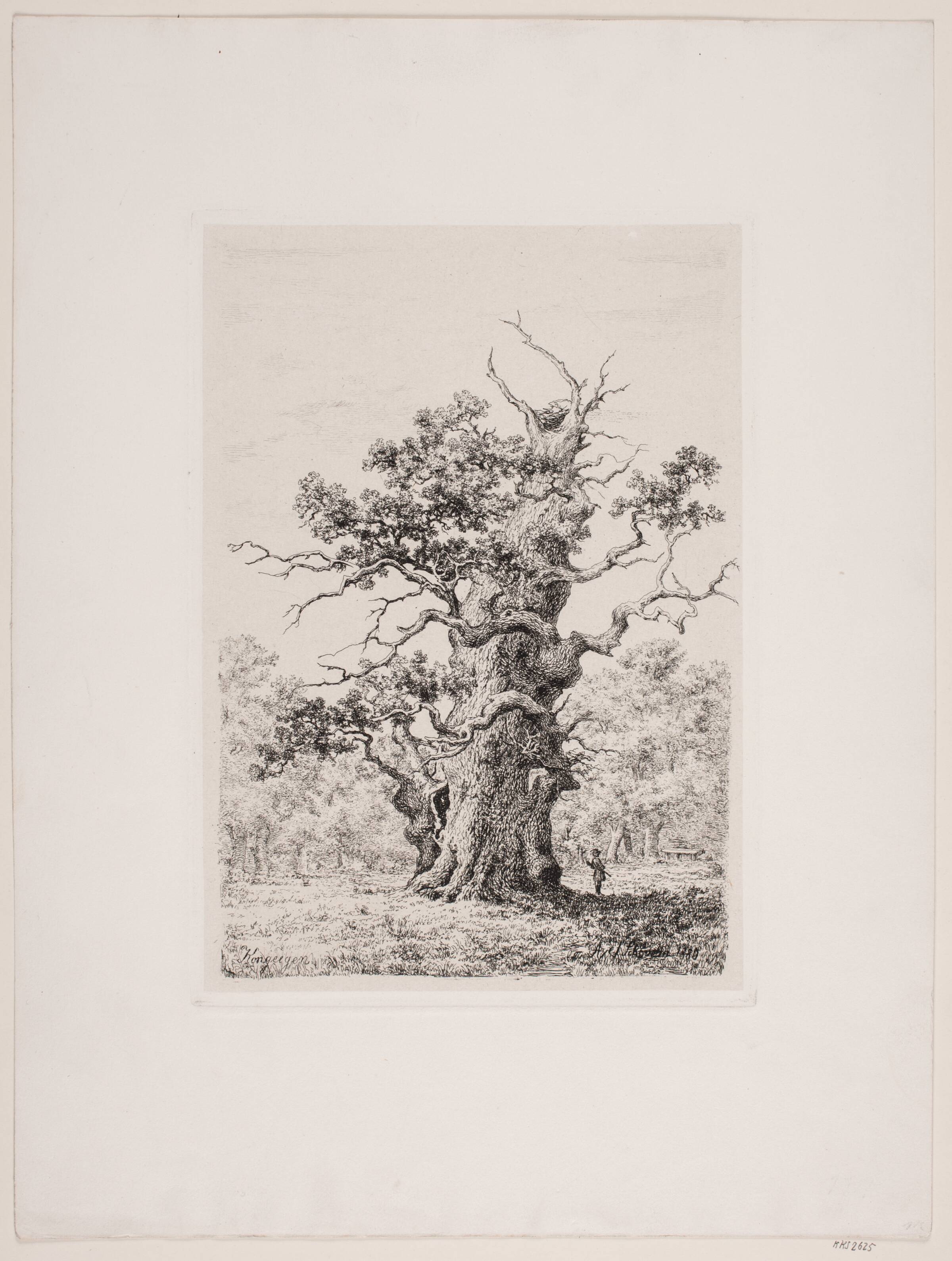 Kongeegen. Christianssæde, Lolland, Axel Schovelin, 1880