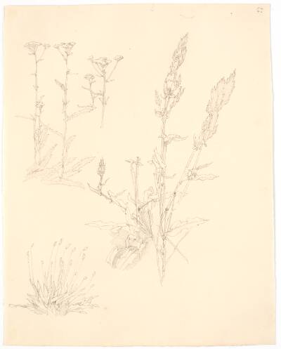Plantestudier