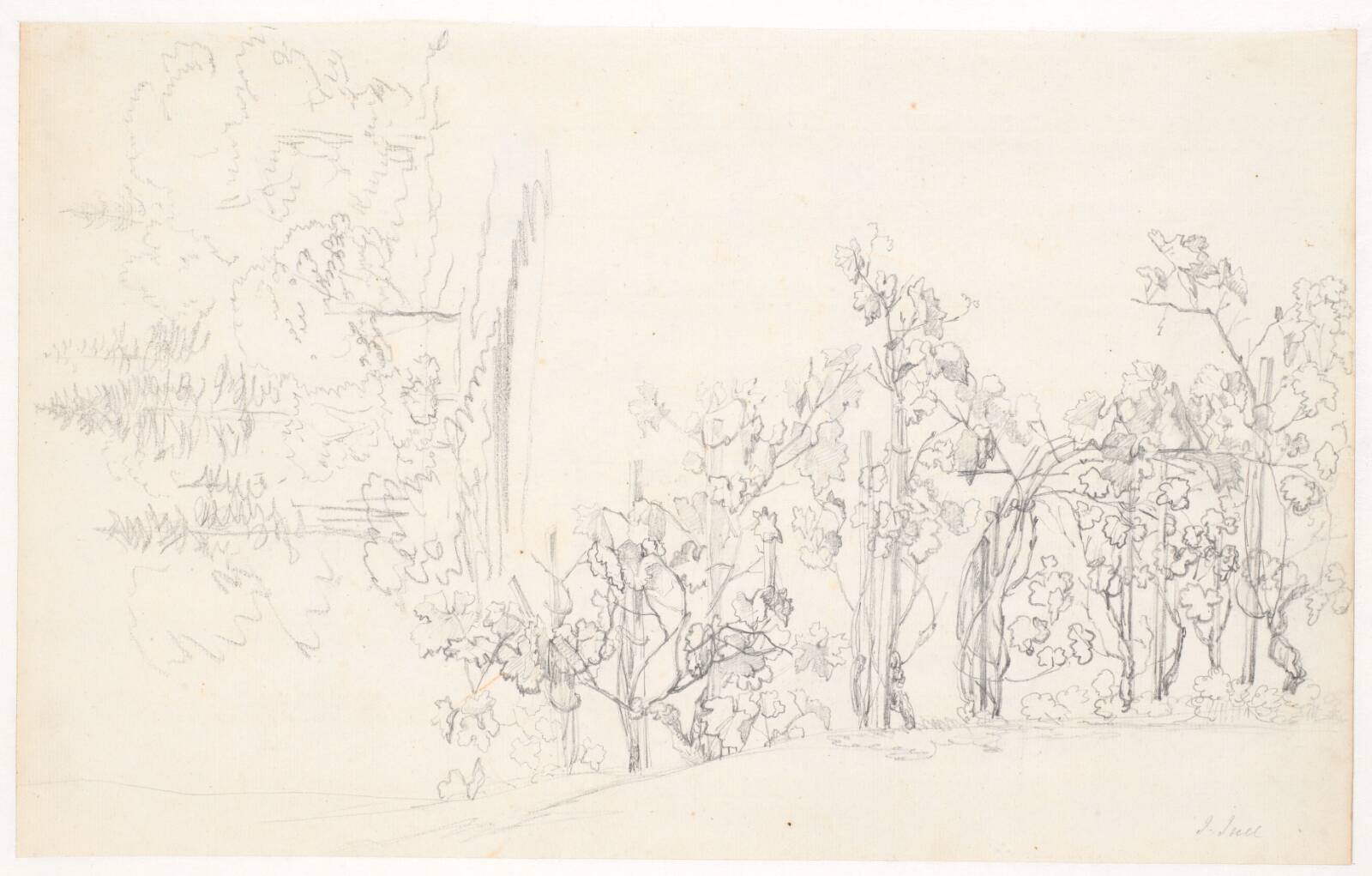 Studie af vinstokke, Jens Juel, 1777-1779