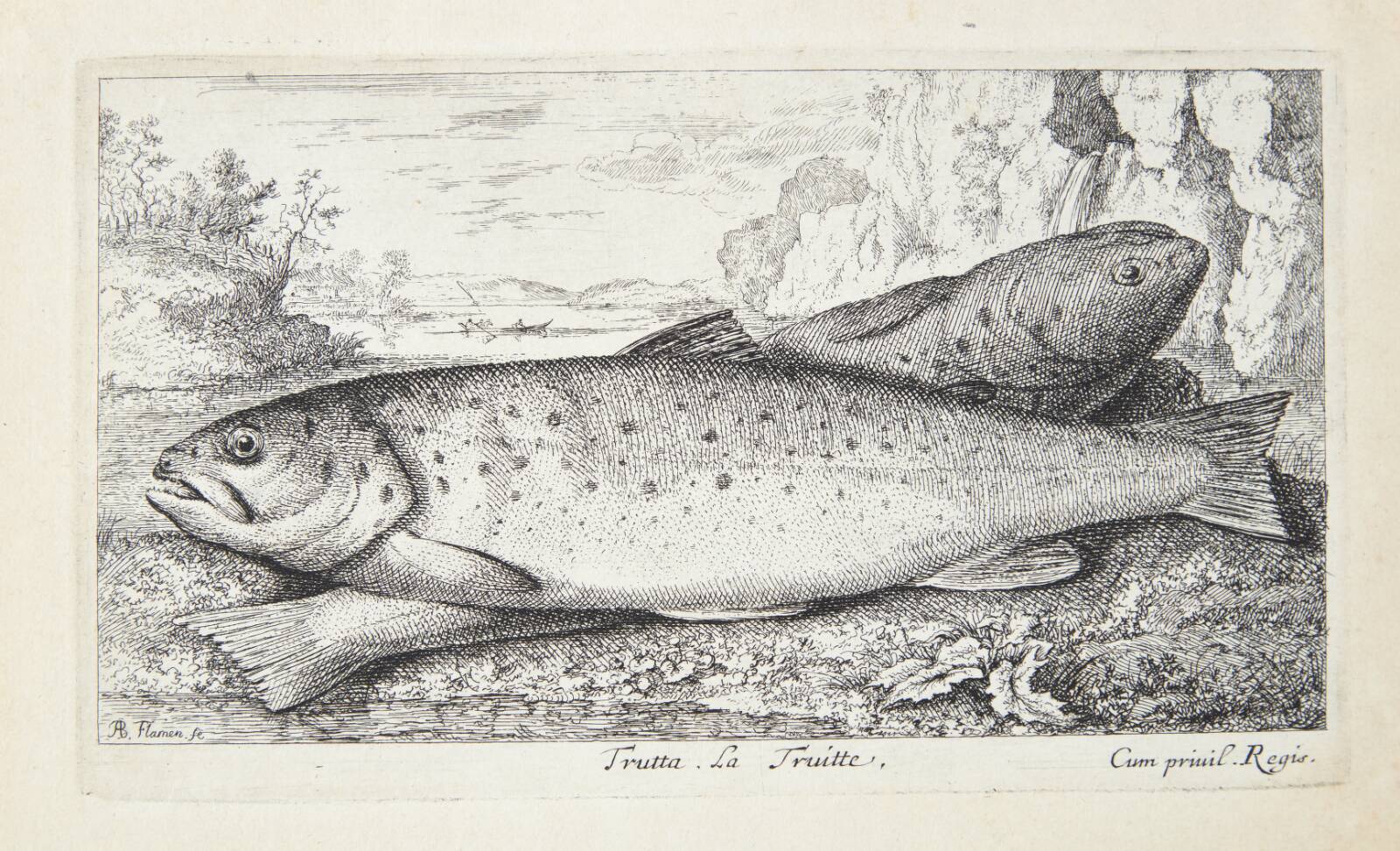 Ørred (Trutta), Albert Flamen, 1620-1669
