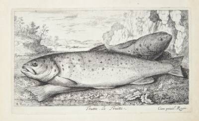 Ørred (Trutta)