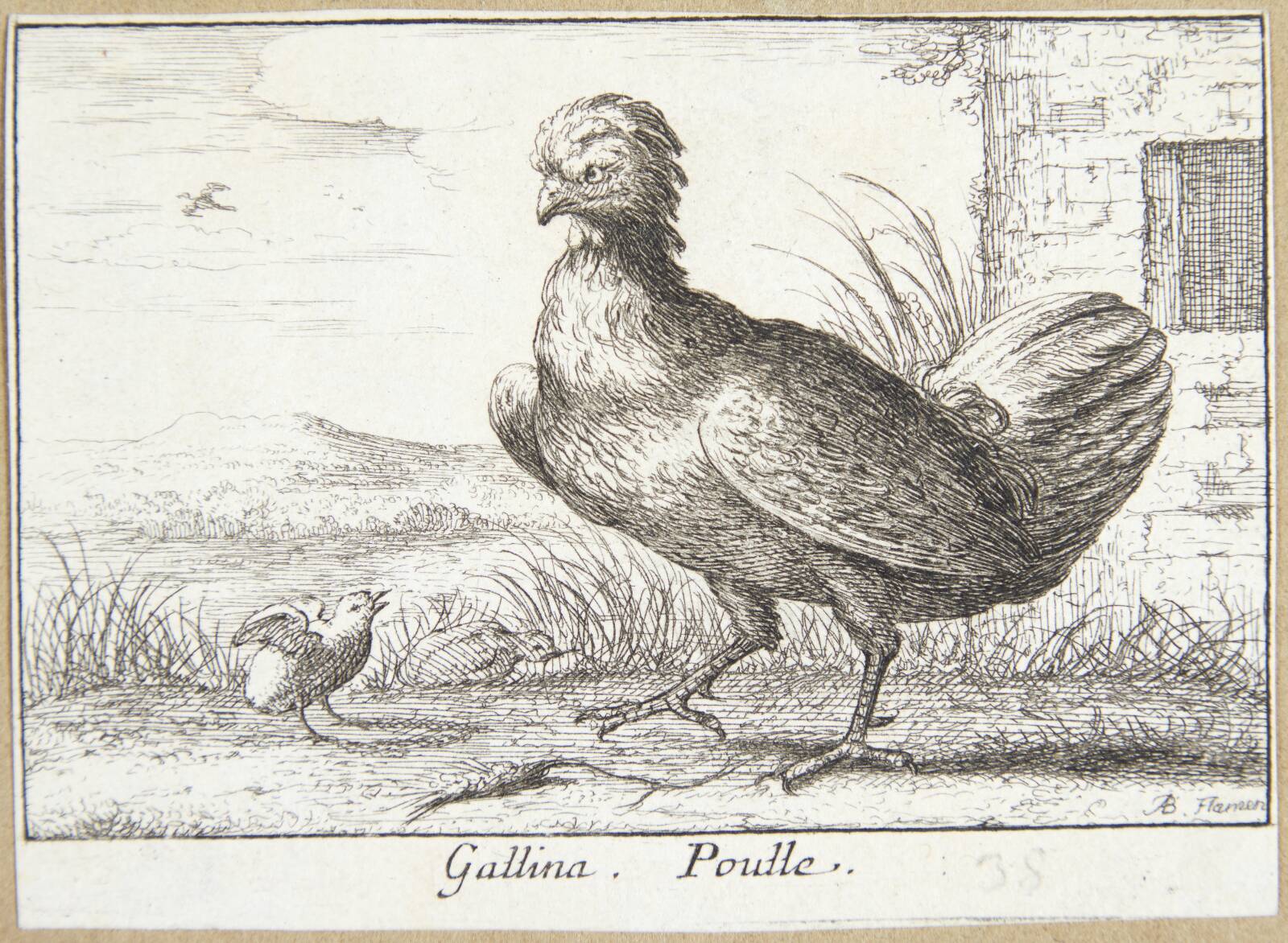 Hønen (Gallina), Albert Flamen, 1620-1669