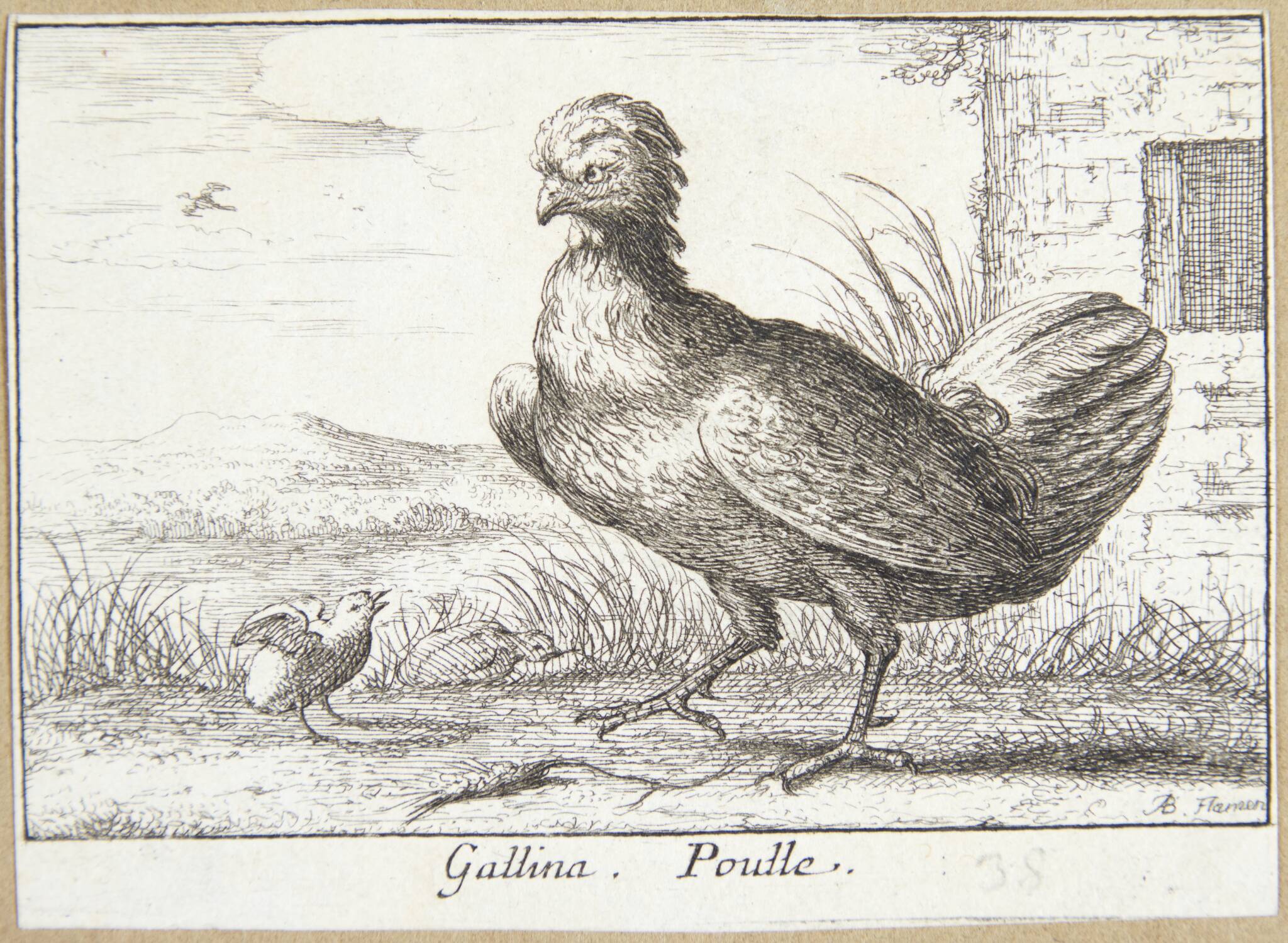 Hønen (Gallina)