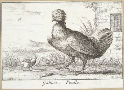 Hønen (Gallina)