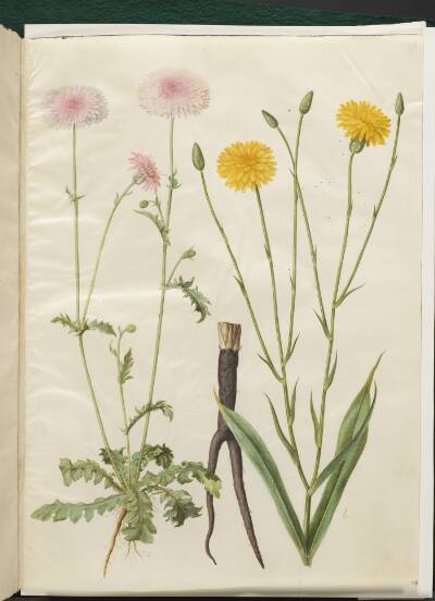 Crepis rubra (rød høgeskæg); Scorzonera hispanica (have-skorzoner)