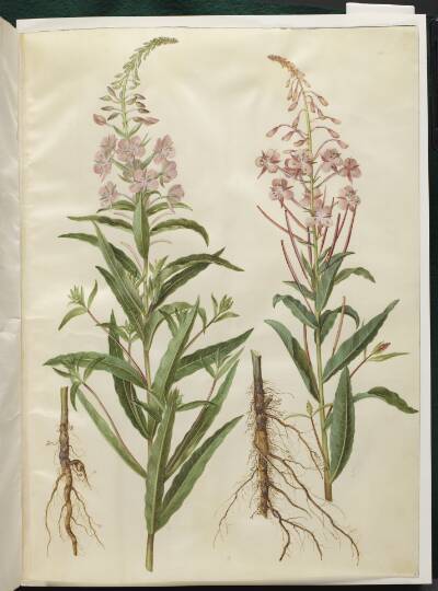 Chamerion angustifolium (smalbladet gederams)