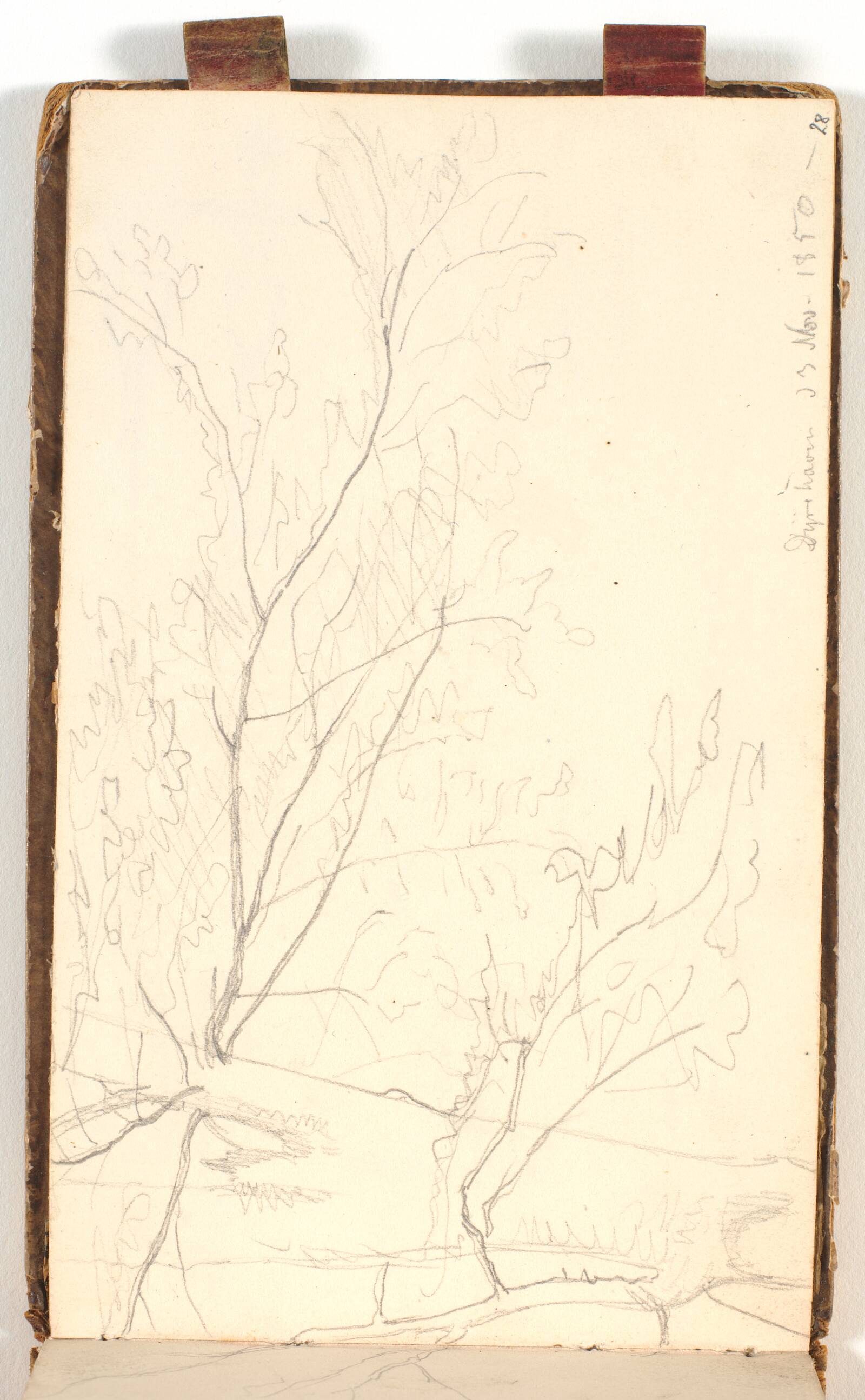 Træstudie, P.C. Skovgaard, 1850
