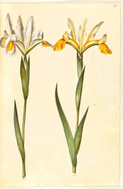 Iris xiphium, evt. Iris latifolia (?) (spansk iris eller engelsk iris)