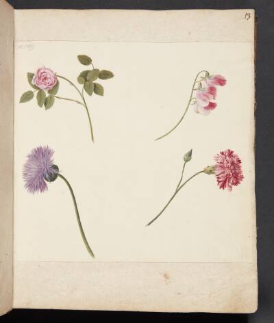 Studie af blomster