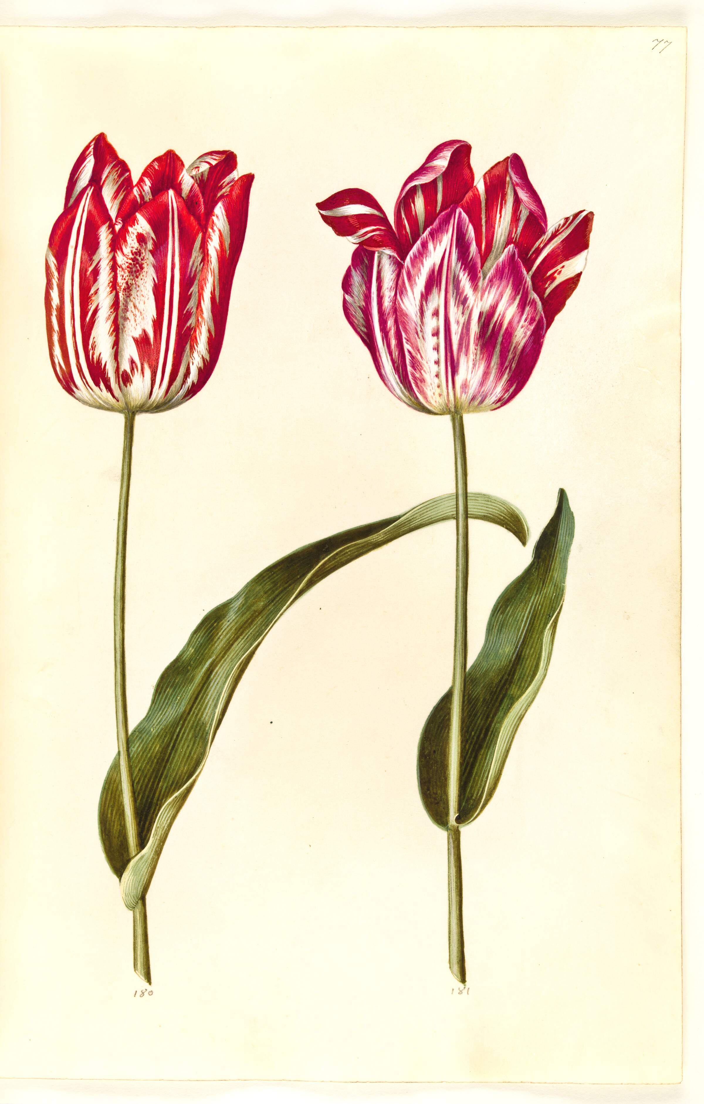 Tulipa gesneriana (have-tulipan), Hans Simon Holtzbecker, 1635-1664
