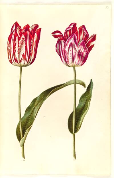 Tulipa gesneriana (have-tulipan)
