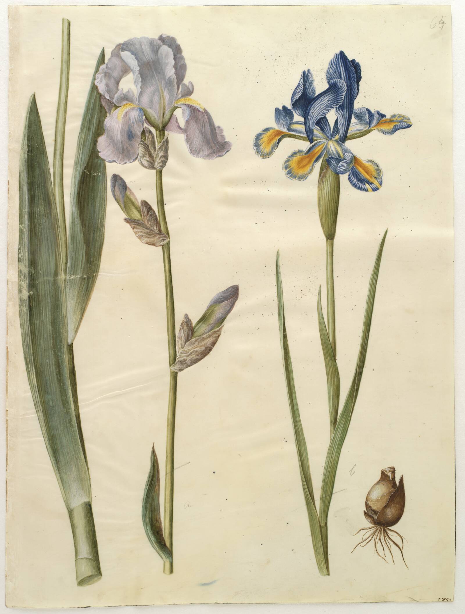 Iris ×germanica (have-iris); Iris xiphium (spansk iris), Hans Simon Holtzbecker, 1649-1659