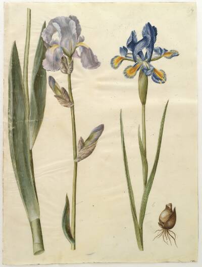 Iris ×germanica (have-iris); Iris xiphium (spansk iris)