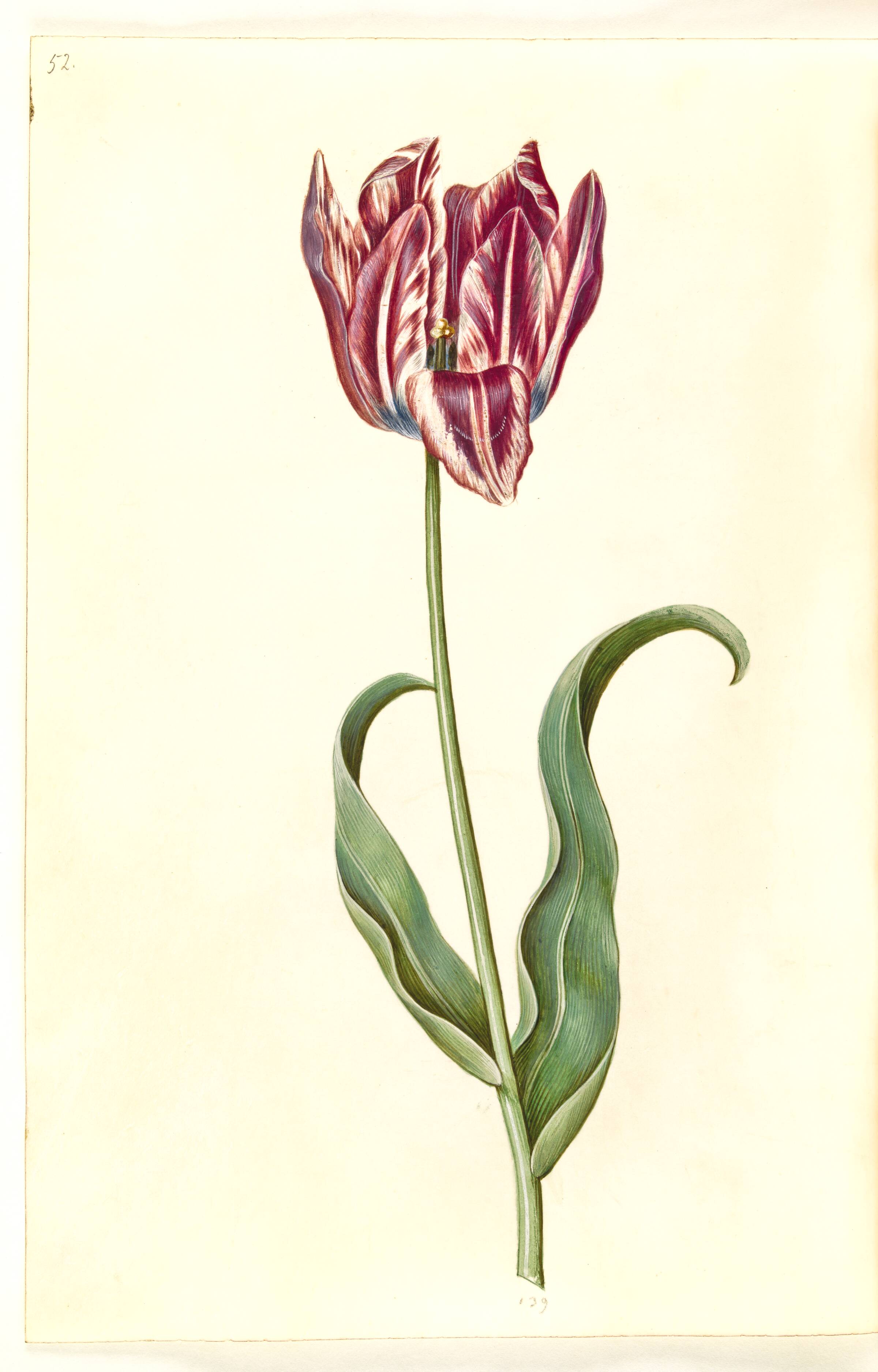Tulipa gesneriana (have-tulipan), Hans Simon Holtzbecker, 1635-1664