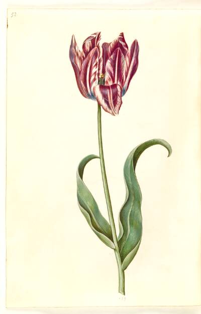 Tulipa gesneriana (have-tulipan)