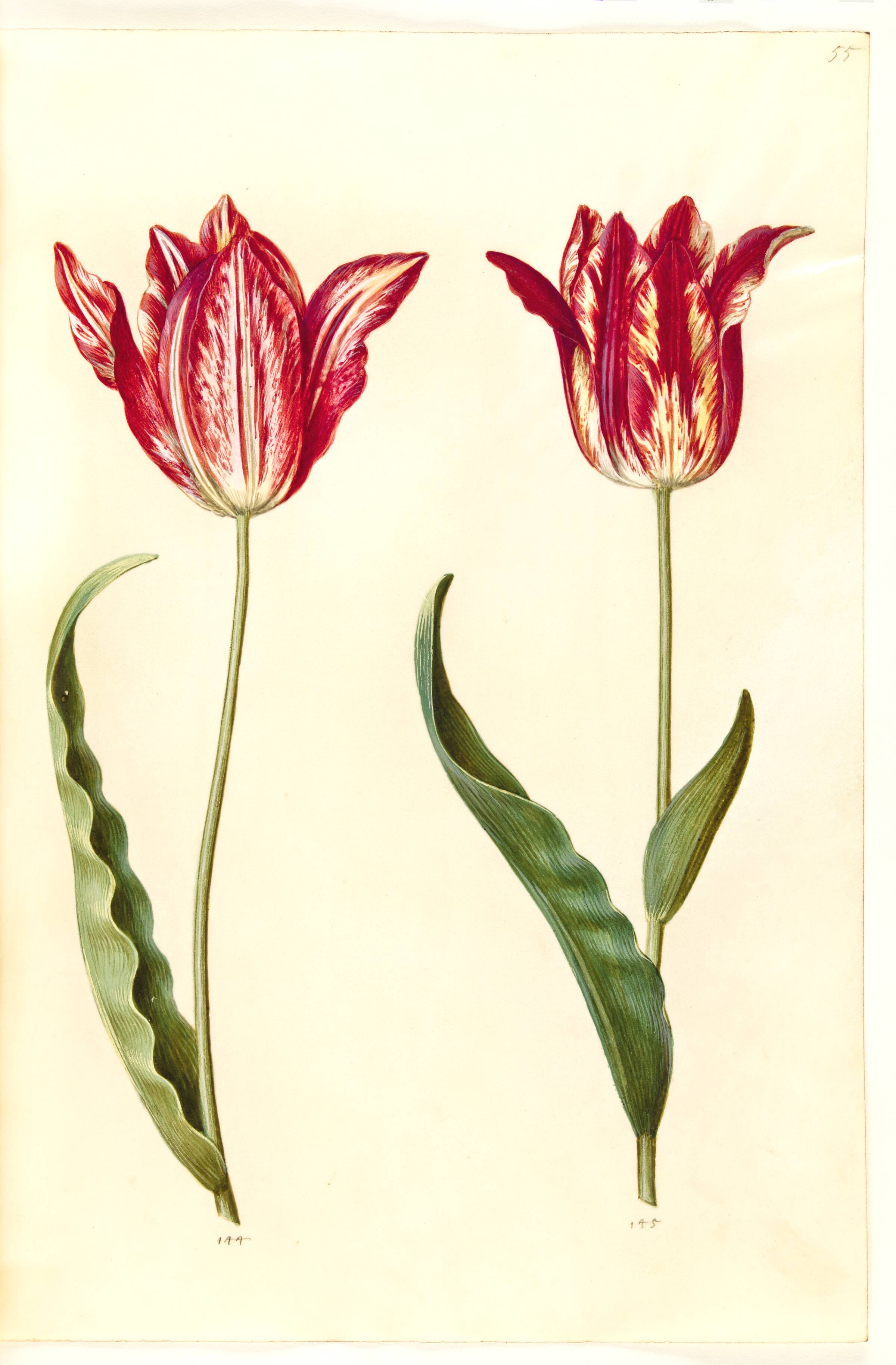 Tulipa gesneriana (have-tulipan), Hans Simon Holtzbecker, 1635-1664