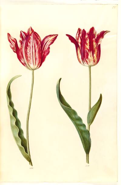 Tulipa gesneriana (have-tulipan)
