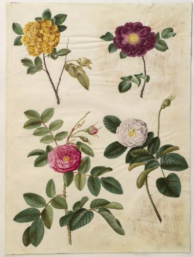 Rosa hemisphaerica (svovlgul rose); Rosa gallica (fløjls-rose); Rosa ×damascena (damascener-rose)