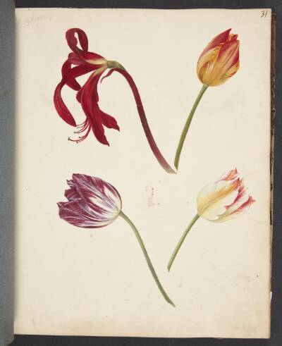 Studie af tulipaner
