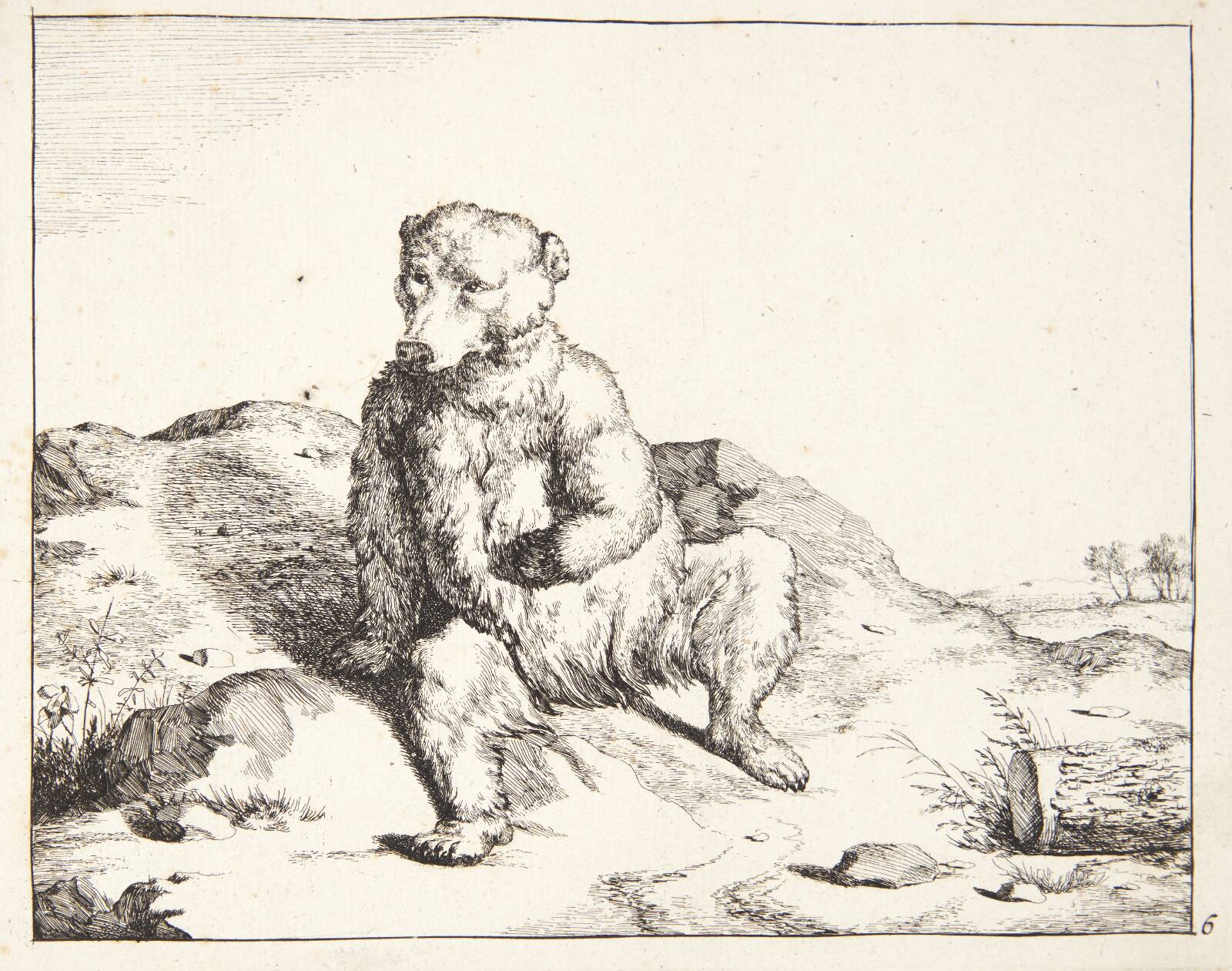 Siddende bjørn, set forfra, Marcus de Bye, 1638-1690