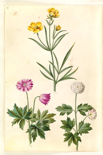 Ranunculus illyricus (steppe-ranunkel); Anemone nemorosa (hvid anemone)