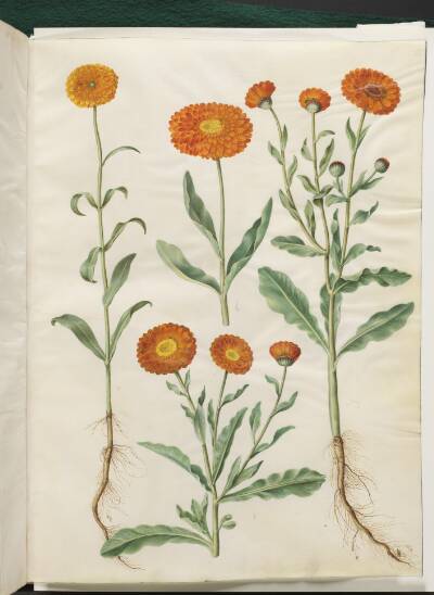Calendula officinalis (have-morgenfrue)