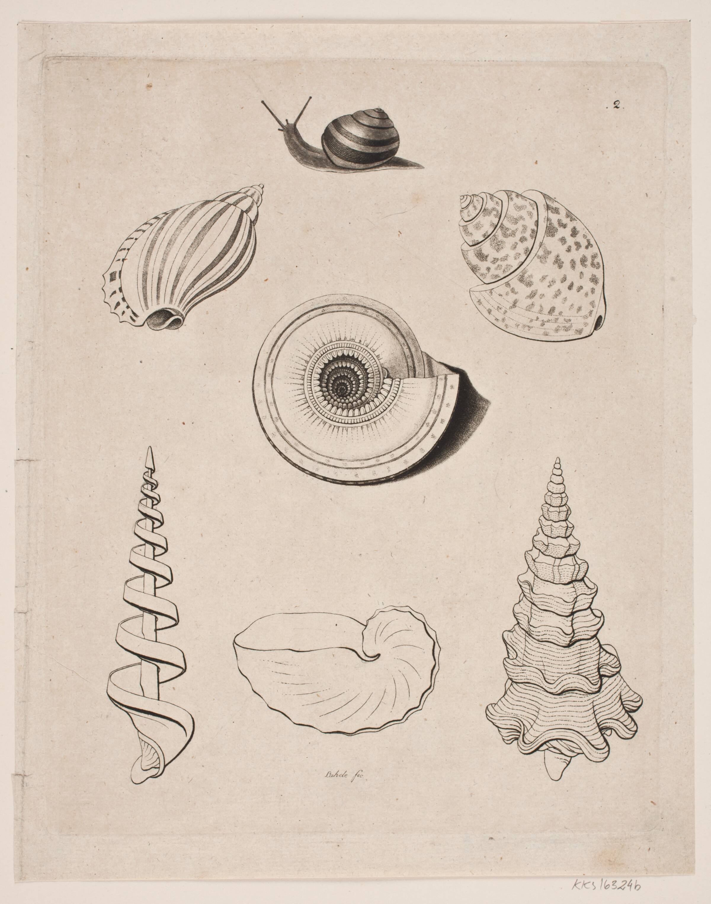 Tavle med snegle, Gerhard Ludvig Lahde, 1765-1833