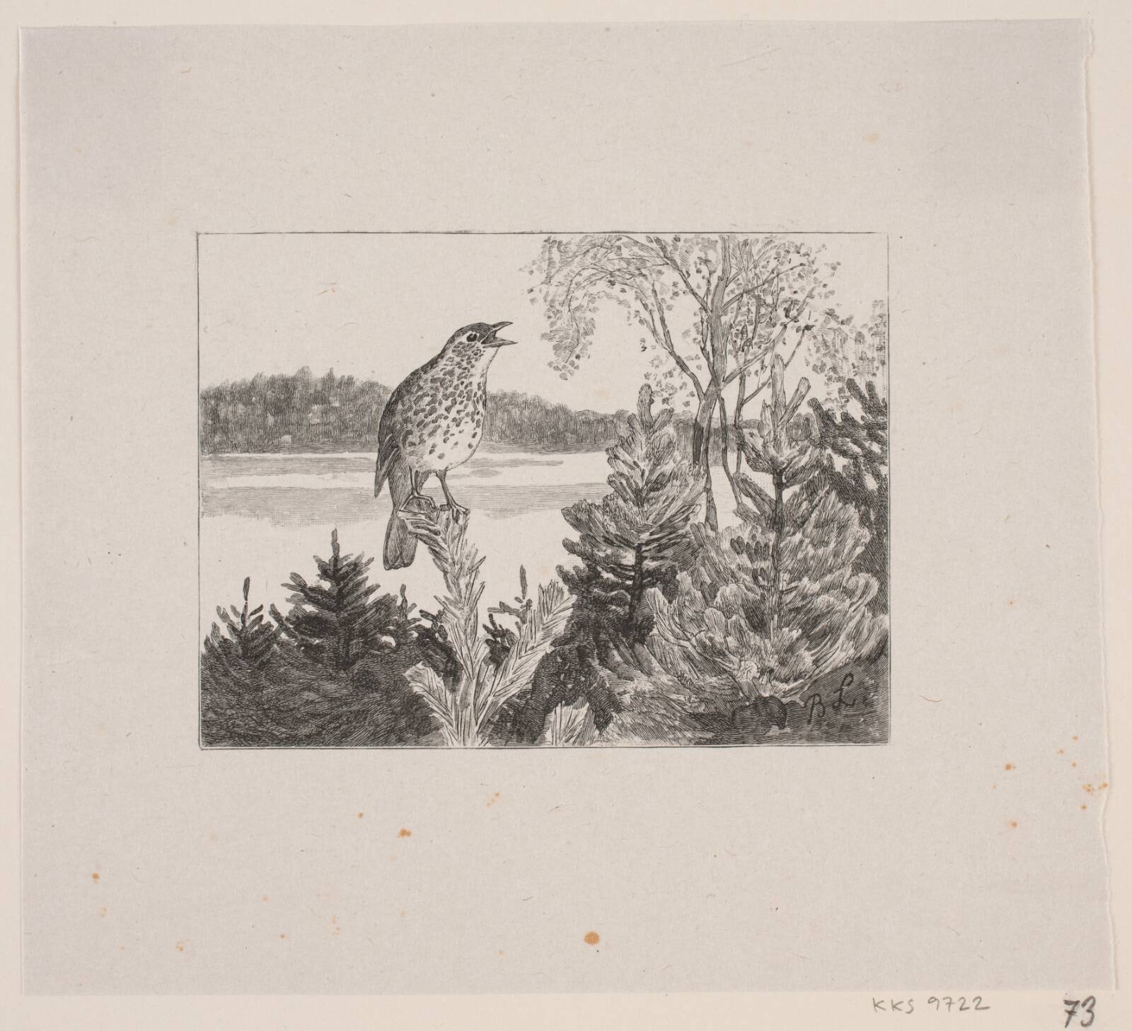 Syngende drossel, Waldemar Bøhme, 1848-1926