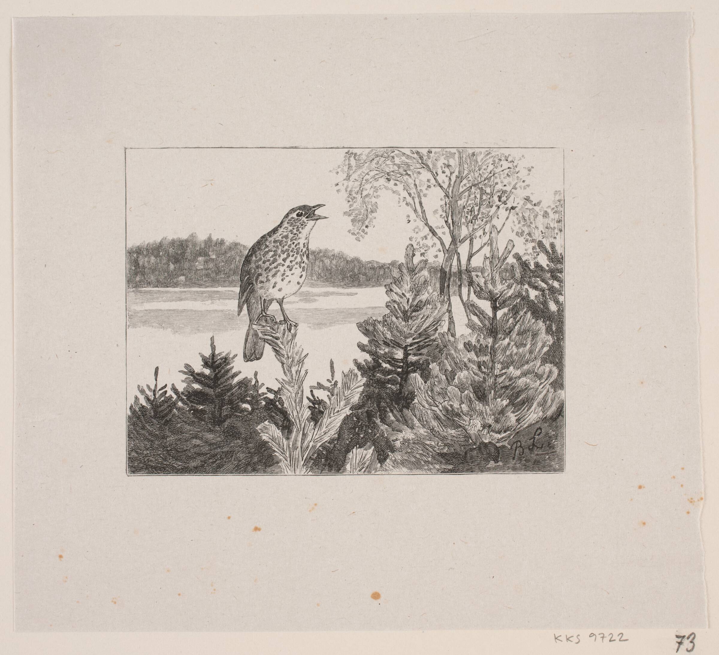 Syngende drossel, Waldemar Bøhme, 1848-1926