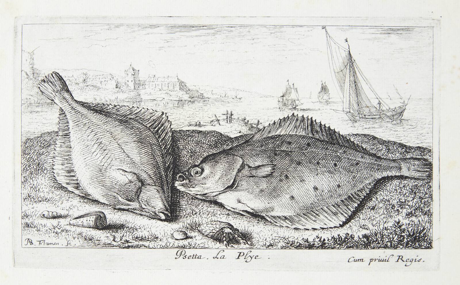 Fladfisk (Psetta), Albert Flamen, 1620-1669