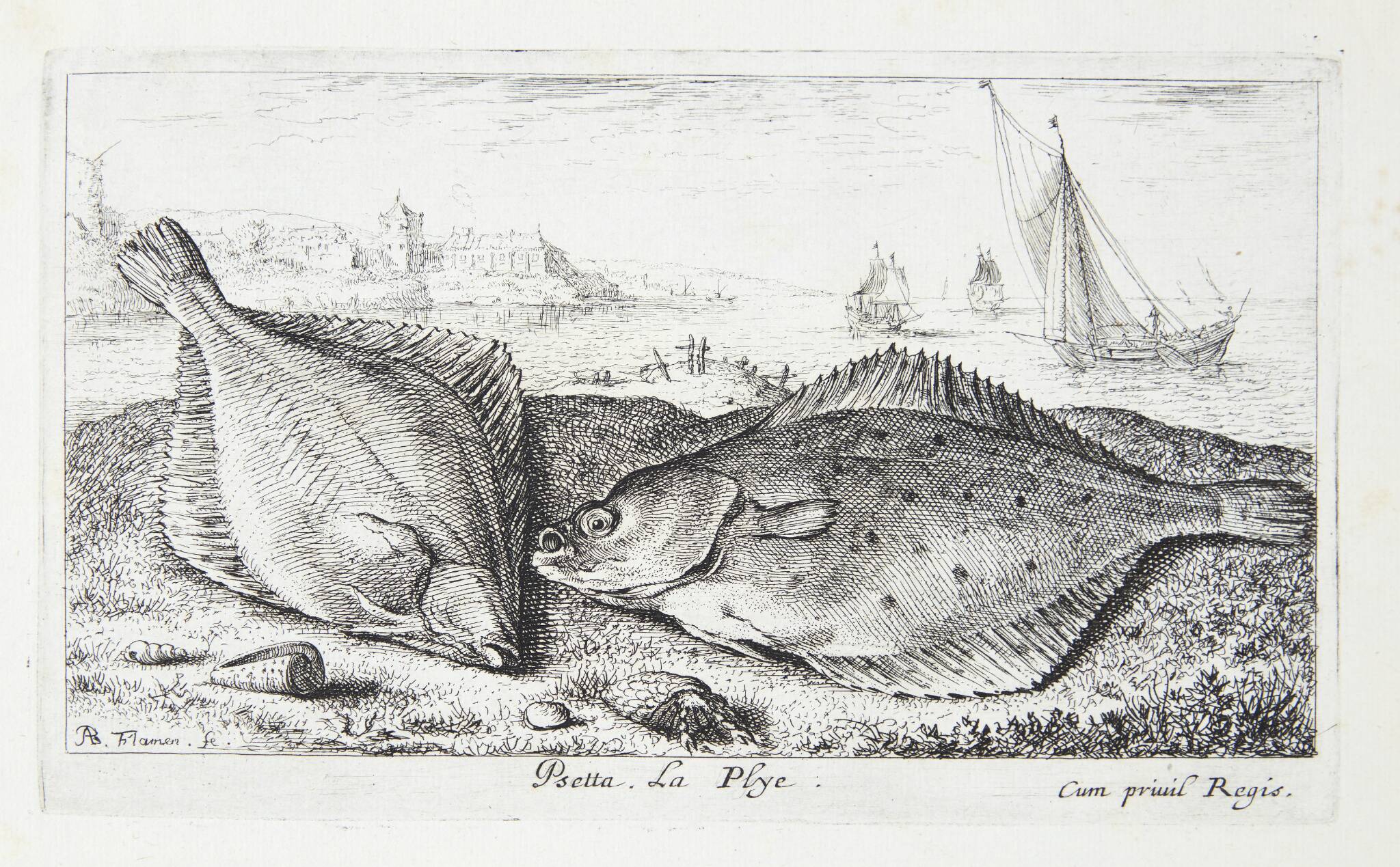 Fladfisk (Psetta)