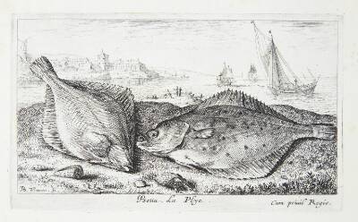 Fladfisk (Psetta)