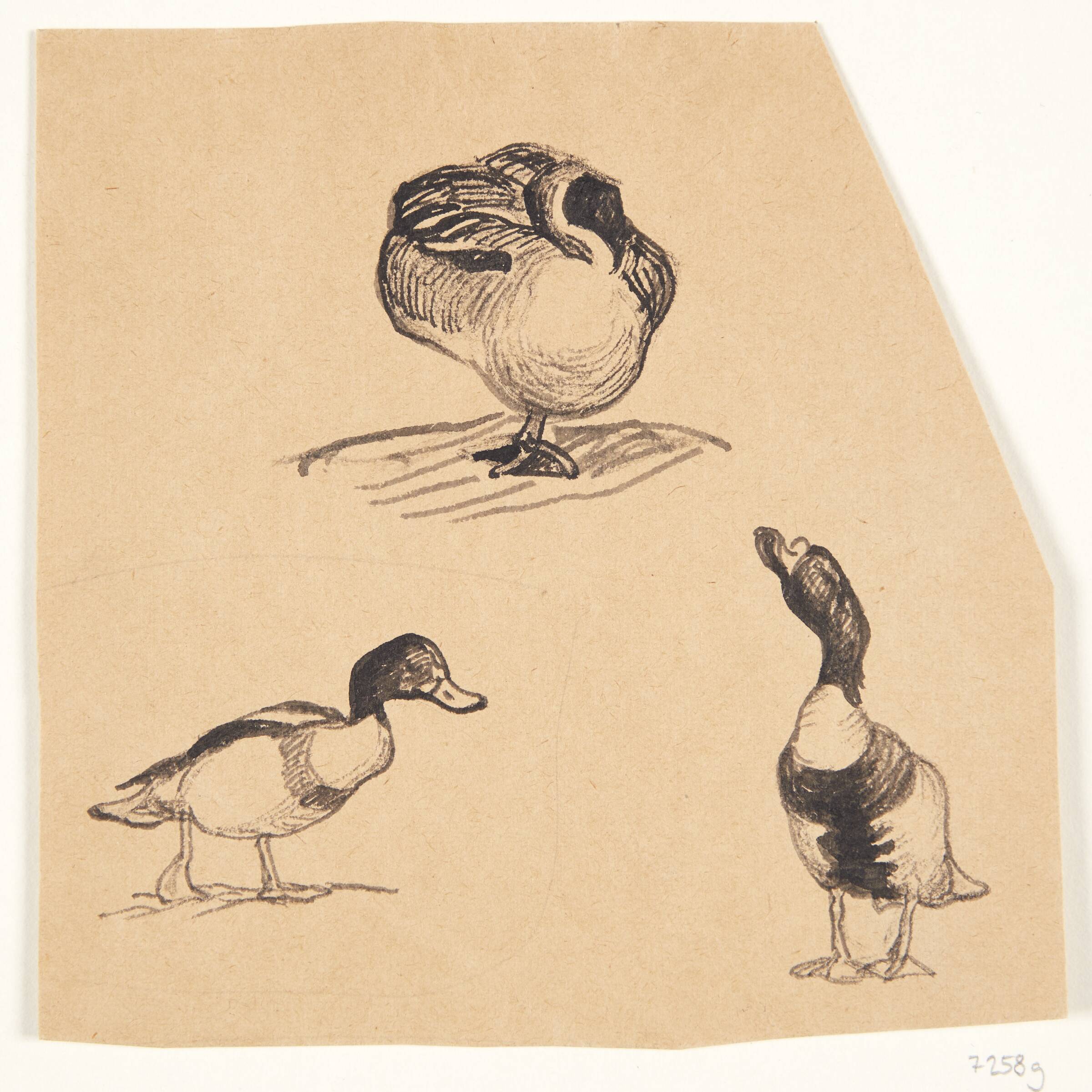 Studie af fugle, Johannes Larsen, 1898