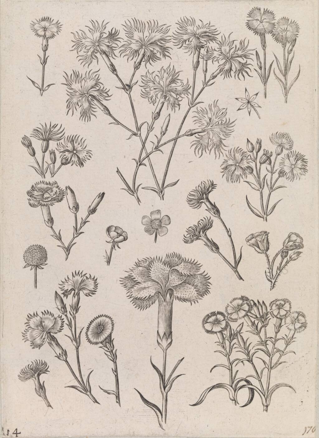 Påskeliljer, Adriaen Collaert, 1587-1589