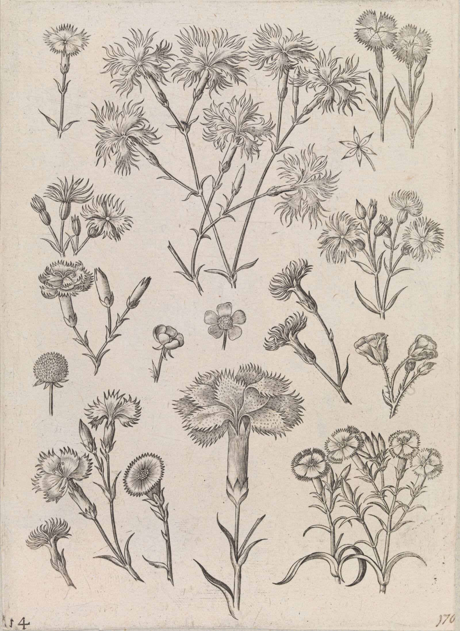 Påskeliljer, Adriaen Collaert, 1587-1589