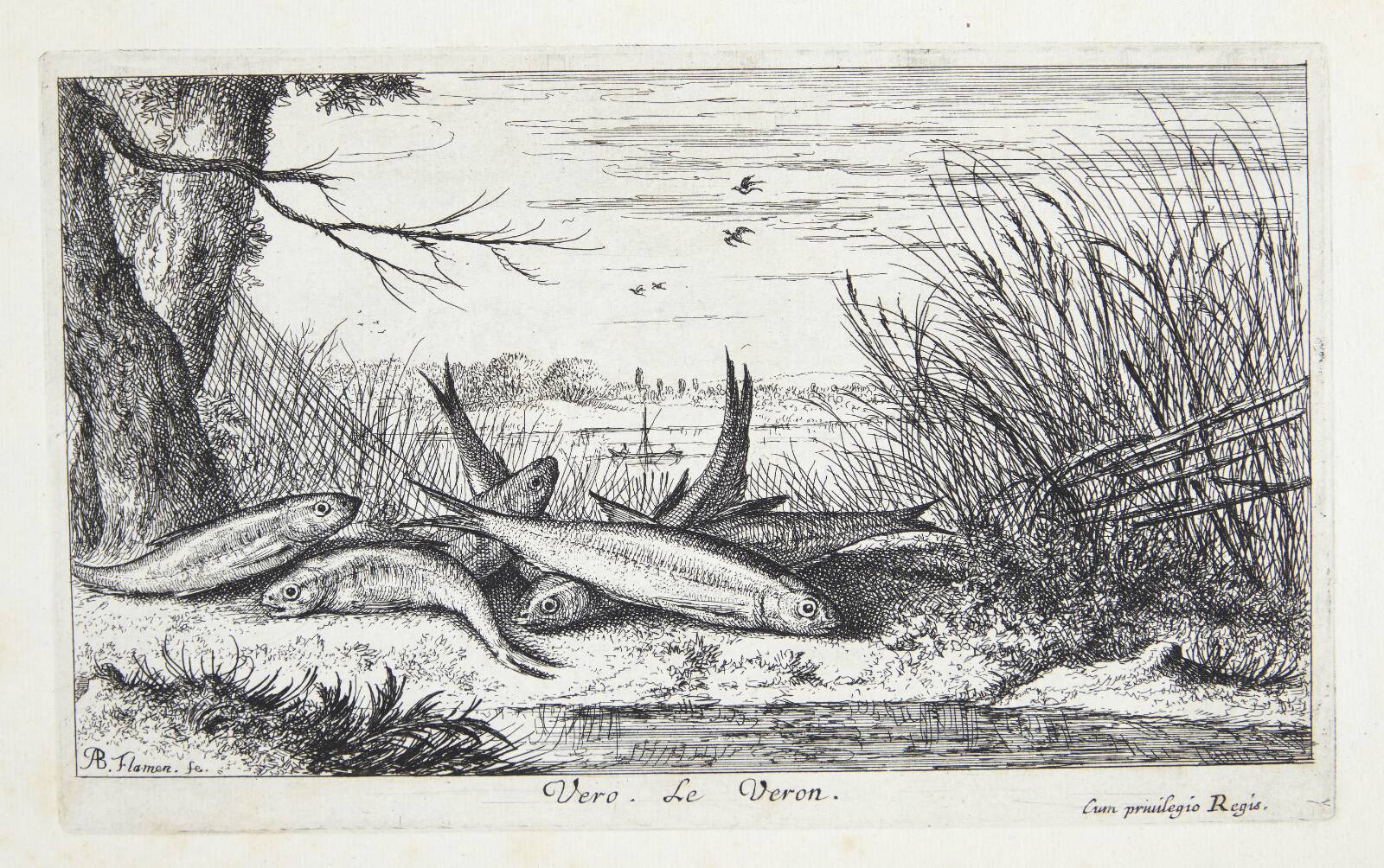 Småfisk (Vero), Albert Flamen, 1620-1669