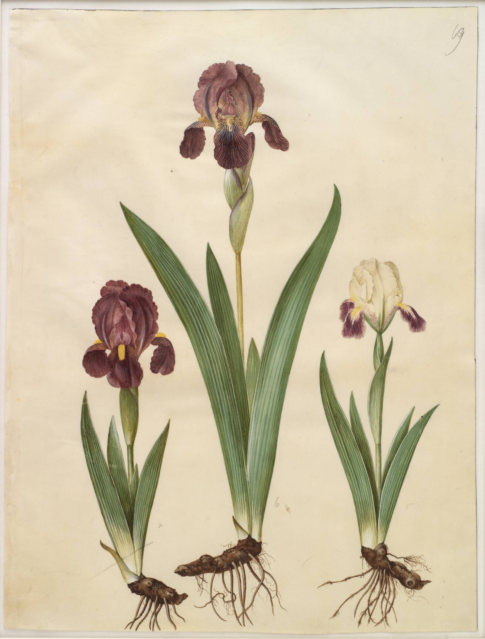 Iris ×lurida (iris-hybrid), Hans Simon Holtzbecker, 1649-1659
