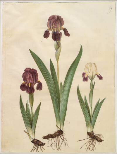 Iris ×lurida (iris-hybrid)
