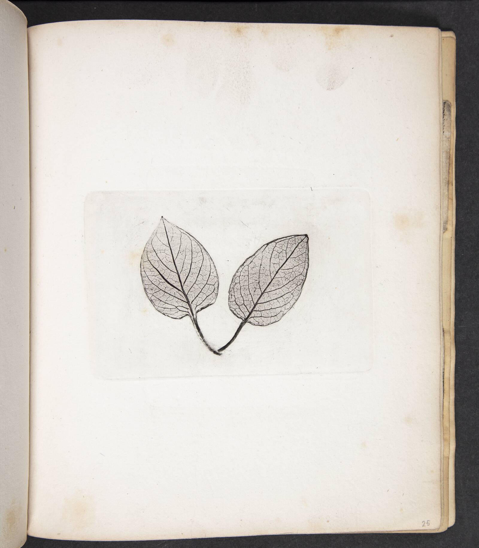 Aftryk af blade, Peter Larsen Kyhl, 1833