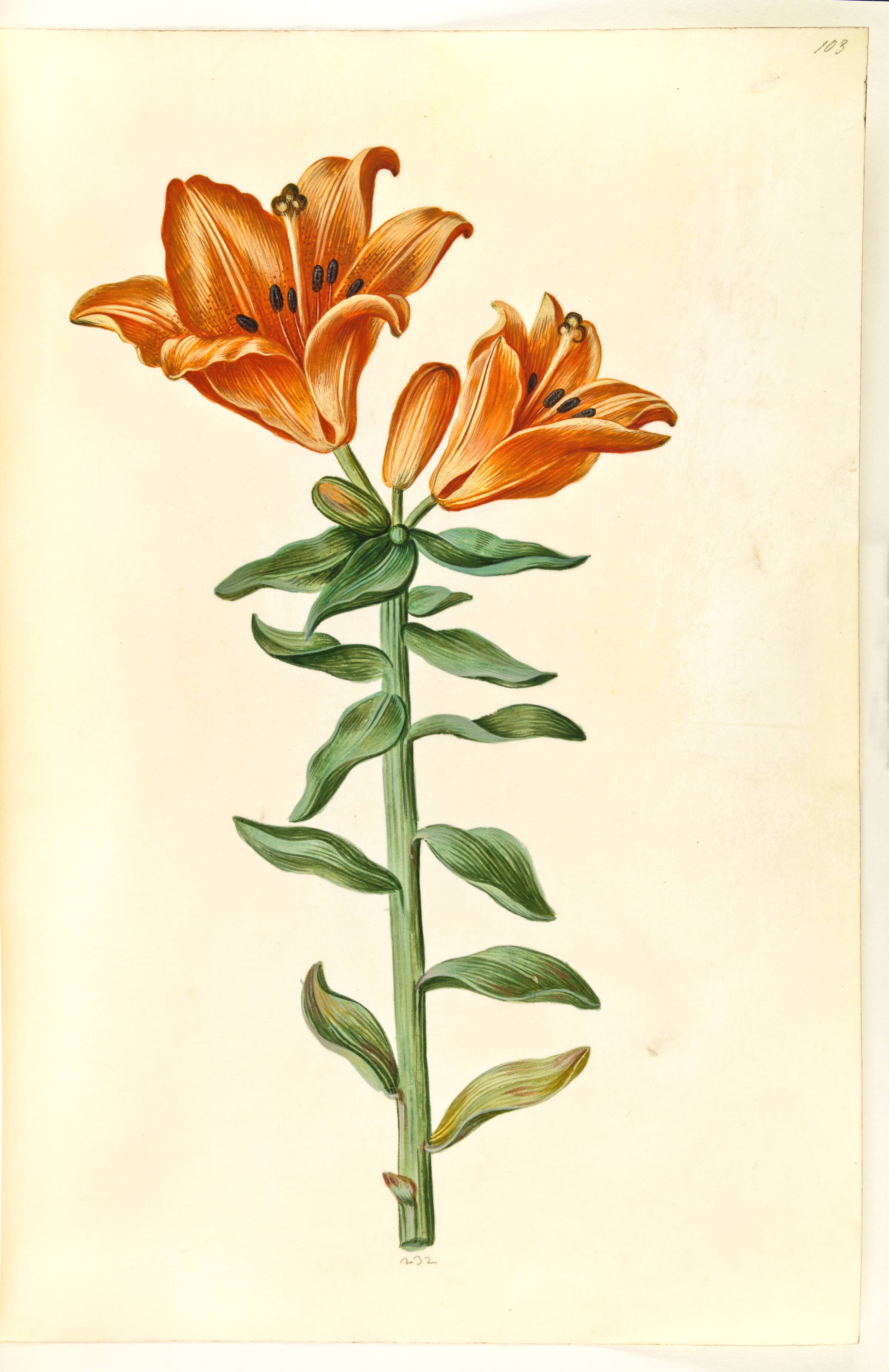 Lilium bulbiferum (brand-lilje), Hans Simon Holtzbecker, 1635-1664