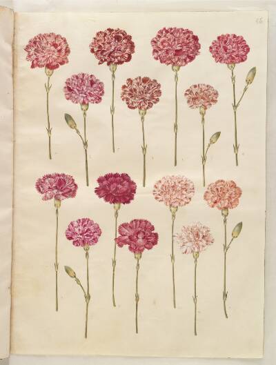 Dianthus caryophyllus (have-nellike)