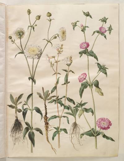 Silene latifolia (aften-pragtstjerne); Silene dioica (dag-pragtstjerne)