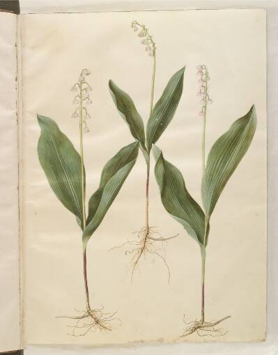 Convallaria majalis (liljekonval); Convallaria majalis (varietet af liljekonval)
