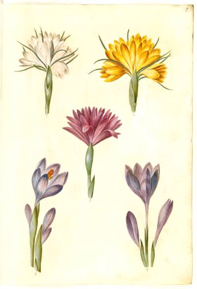 Crocus vernus (vår-krokus); Crocus angustifolius (balkan-krokus); Bulbocodium vernum (?) (vår-lysblomst)