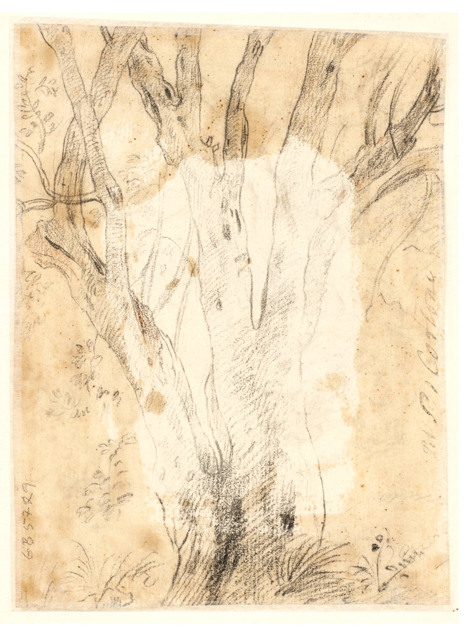 Studie af et træ og blomster, Ciro Ferri, 1634-1689